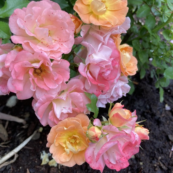 Meet your Posher, Tiana - Picture 1 of 1